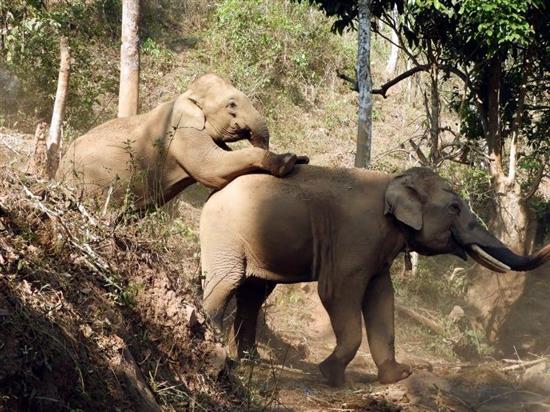 由于旅游业收入的减少，如何喂养大象成为了当务之急。?Kindred Spirit 大象保护区官网 图